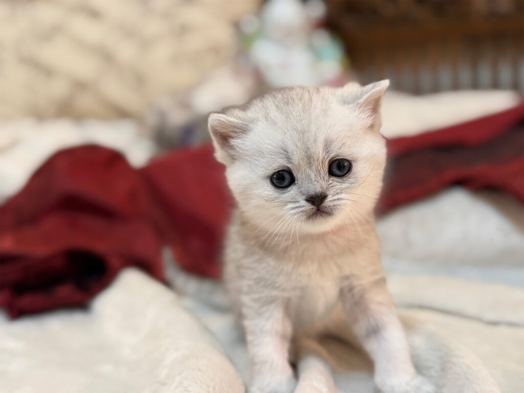 Adorable white kitten looking at the camera
