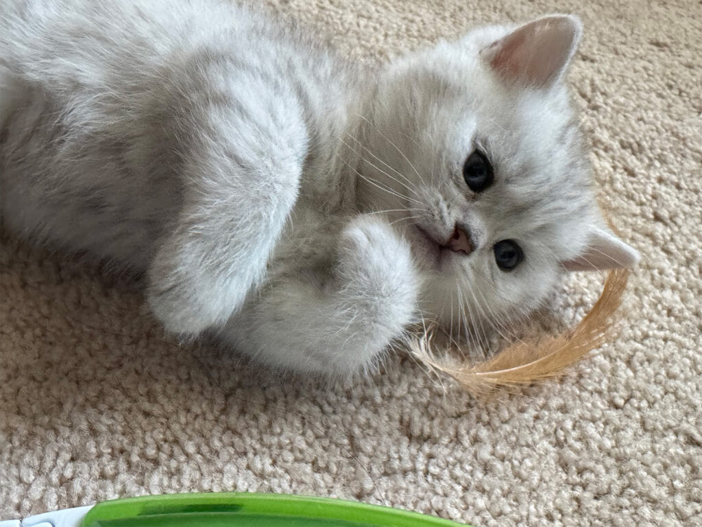 Cat playing a feather