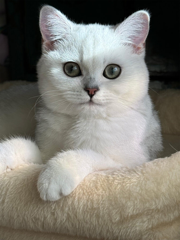 Cat that has a white fur