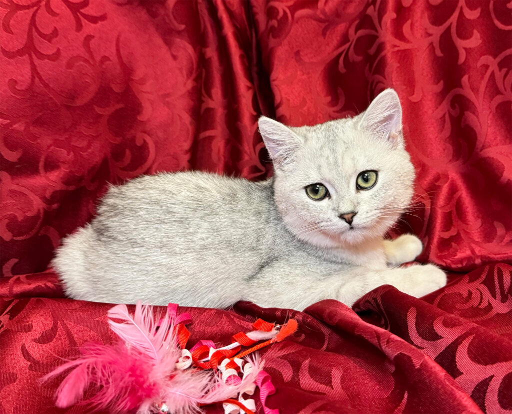An adorable gray cat on a red blanket