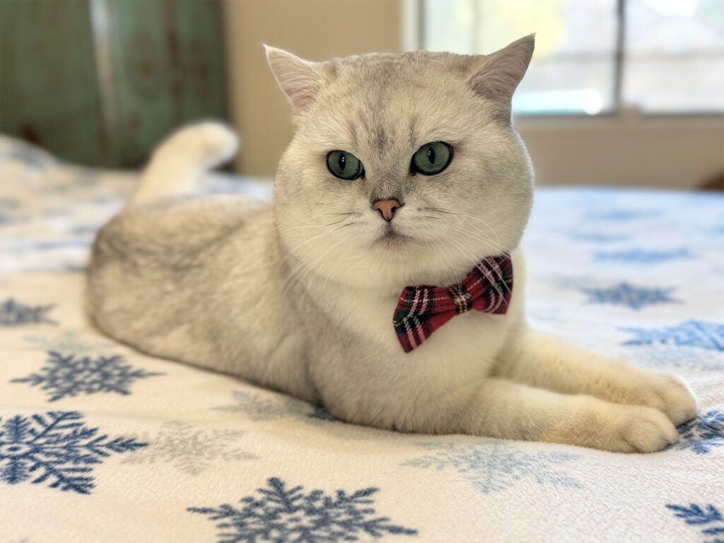 British shorthair cat with bow tie laying on the bed