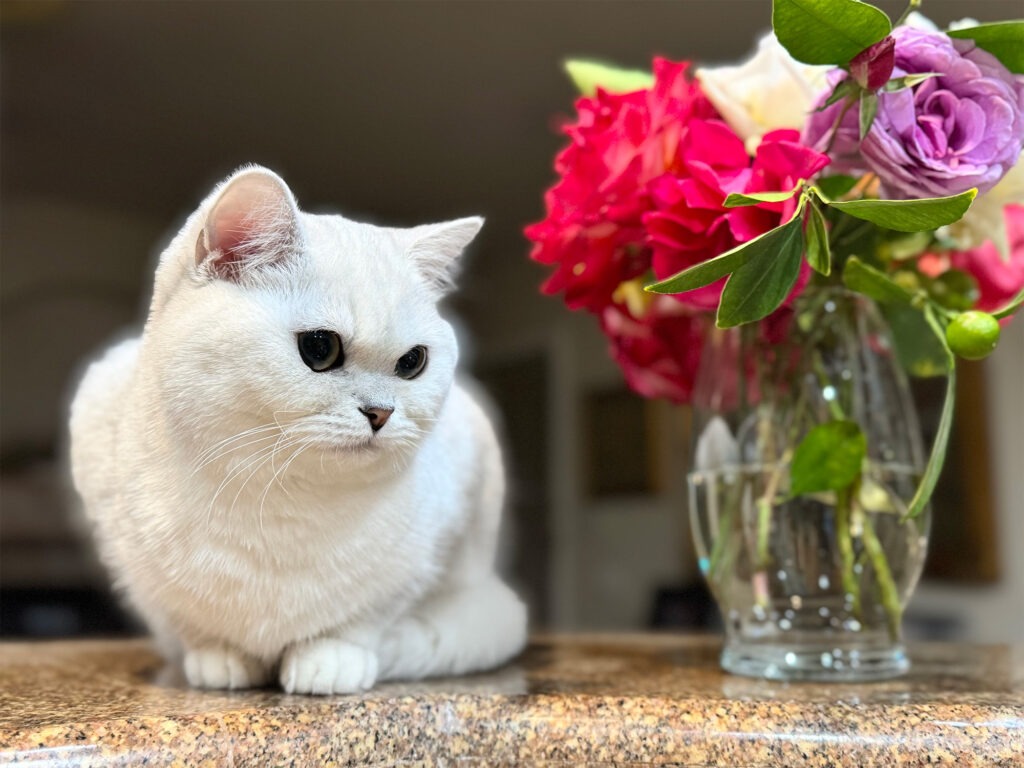 British shorthair cat resting next to the flower vase