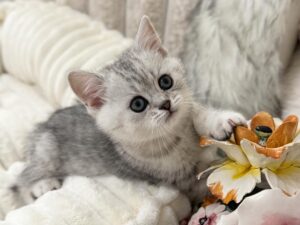 kitten