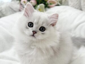 white kittten