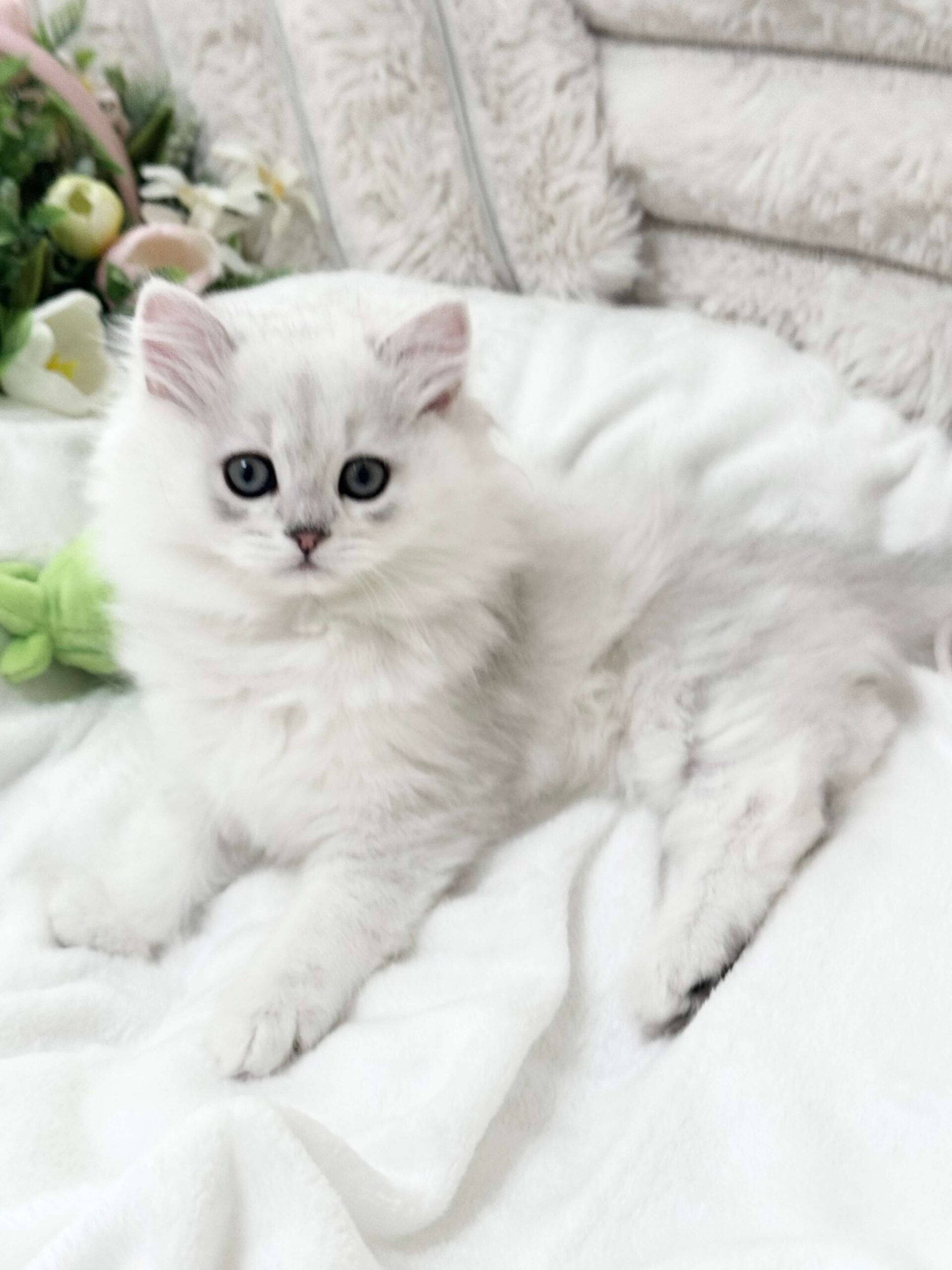 White cat