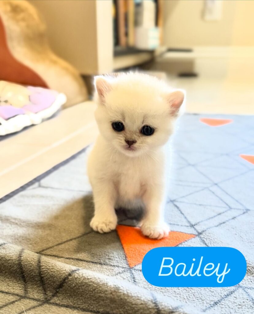 Cat Bailey