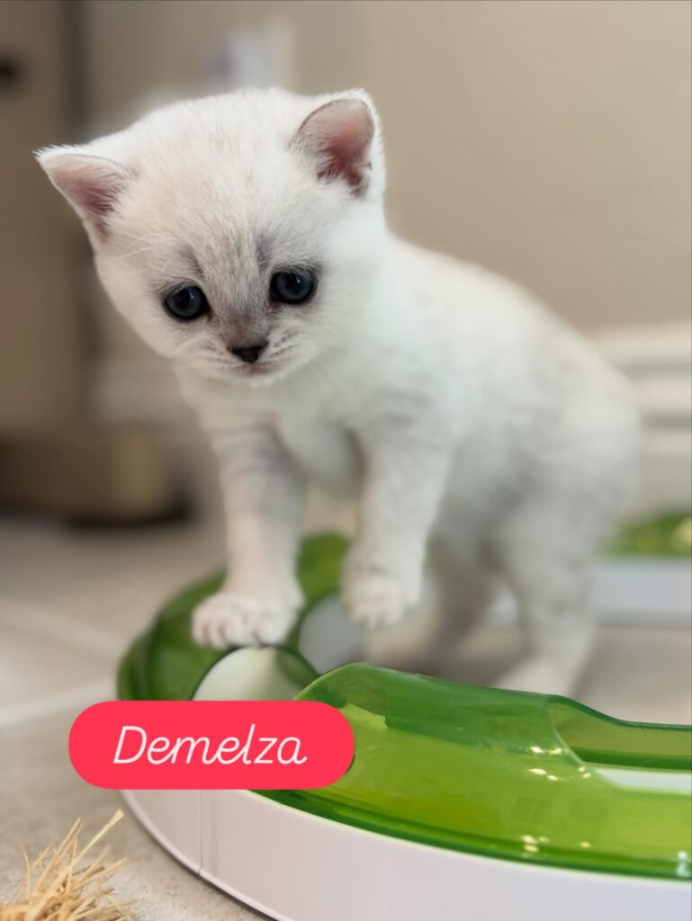 Cat Demelza