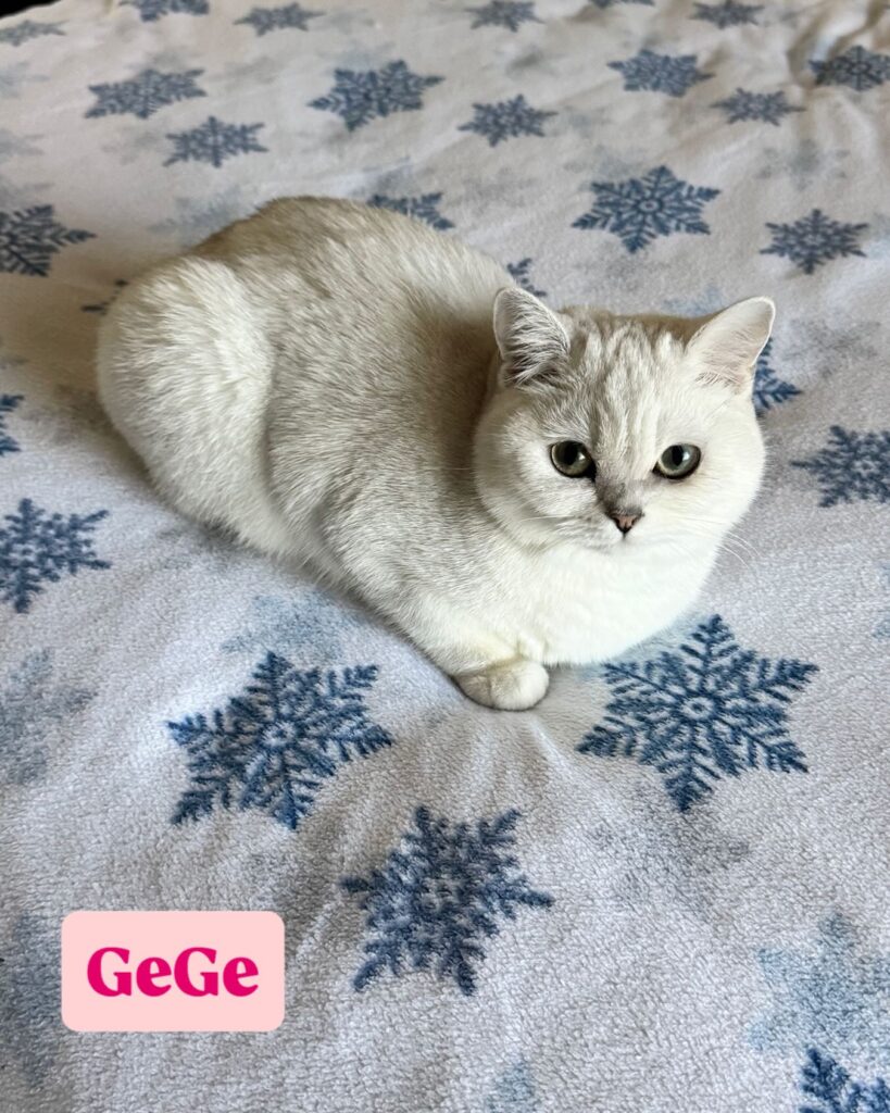 Cat Gege