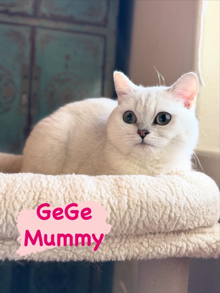 Cat GeGe Mummy