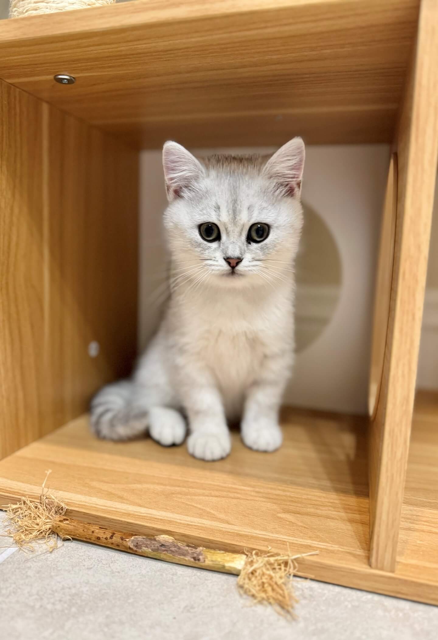 A photo of a white cat