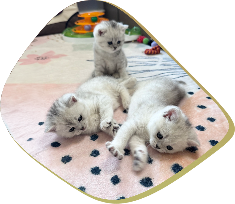 3 cats